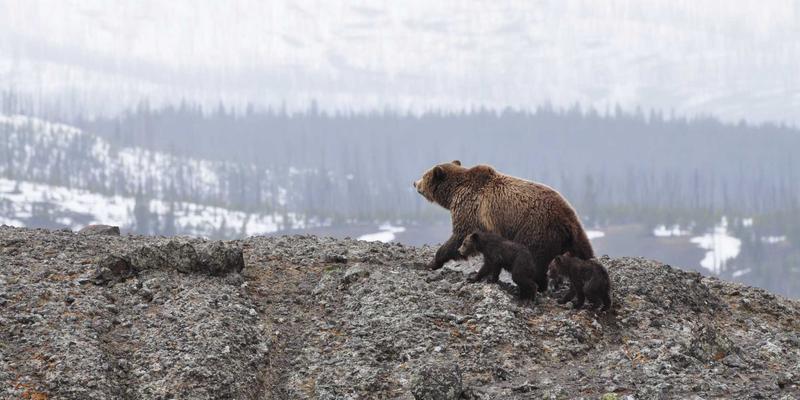 从Personal Blog到行业解决方案：Khalid Naji的设计哲学与技术领导力