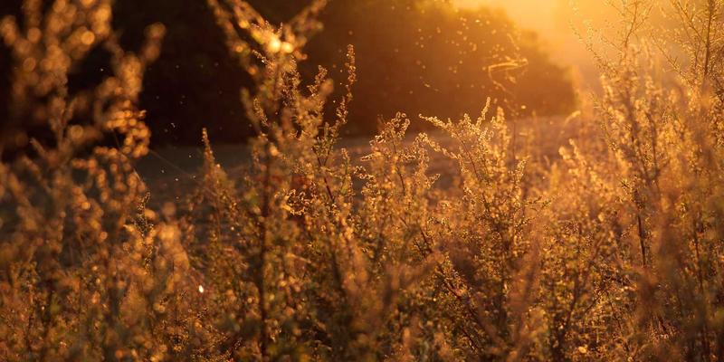 借鉴Khalid Naji思维：以Wellness与极简北欧风构建高抗压远程协作框架